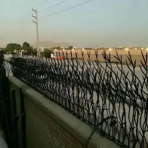 حفاظ بوته ای تراکم 67 در رشت