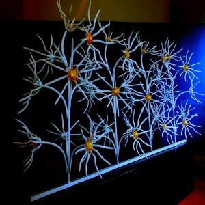 حفاظ گل آفتابگردان در رشت