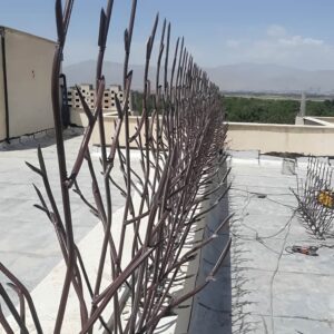 حفاظ شاخ گوزنی تراکم 31 در رشت