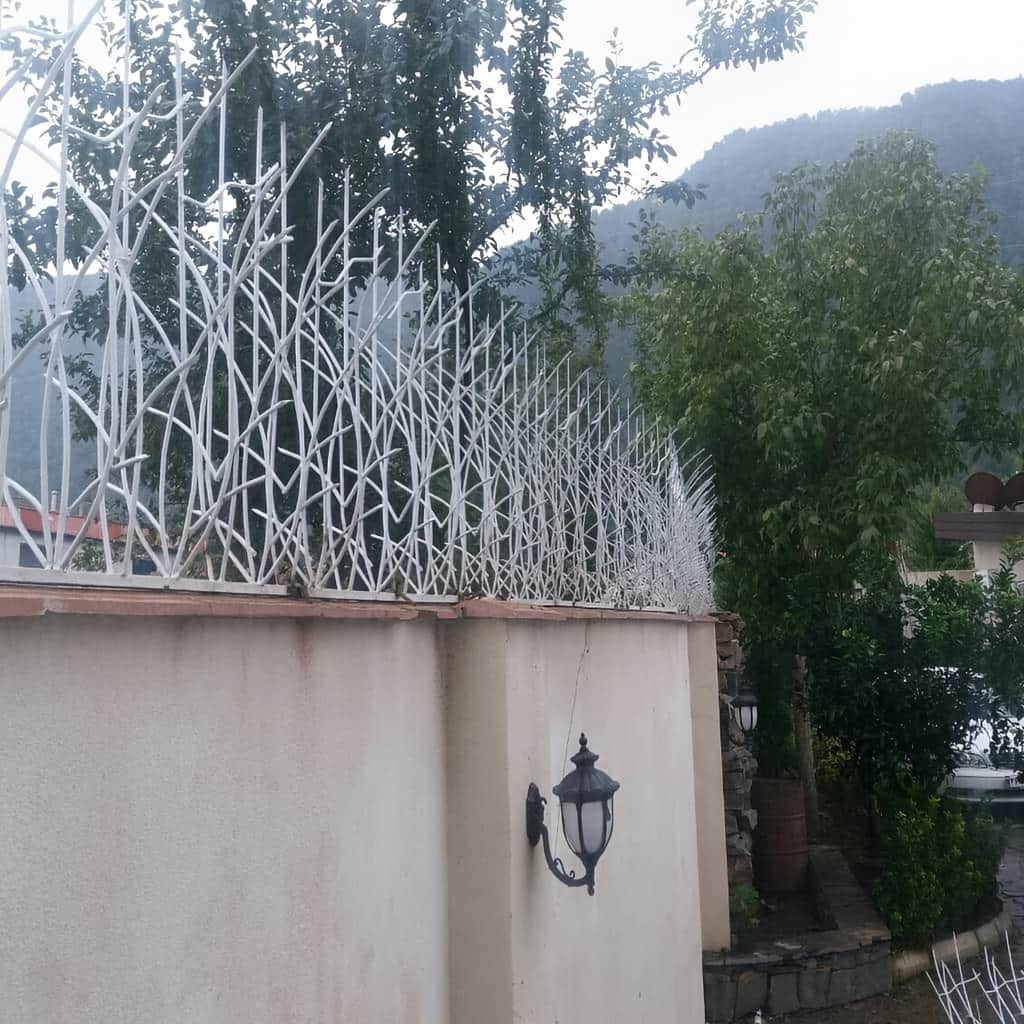 حفاظ نیزار در رشت